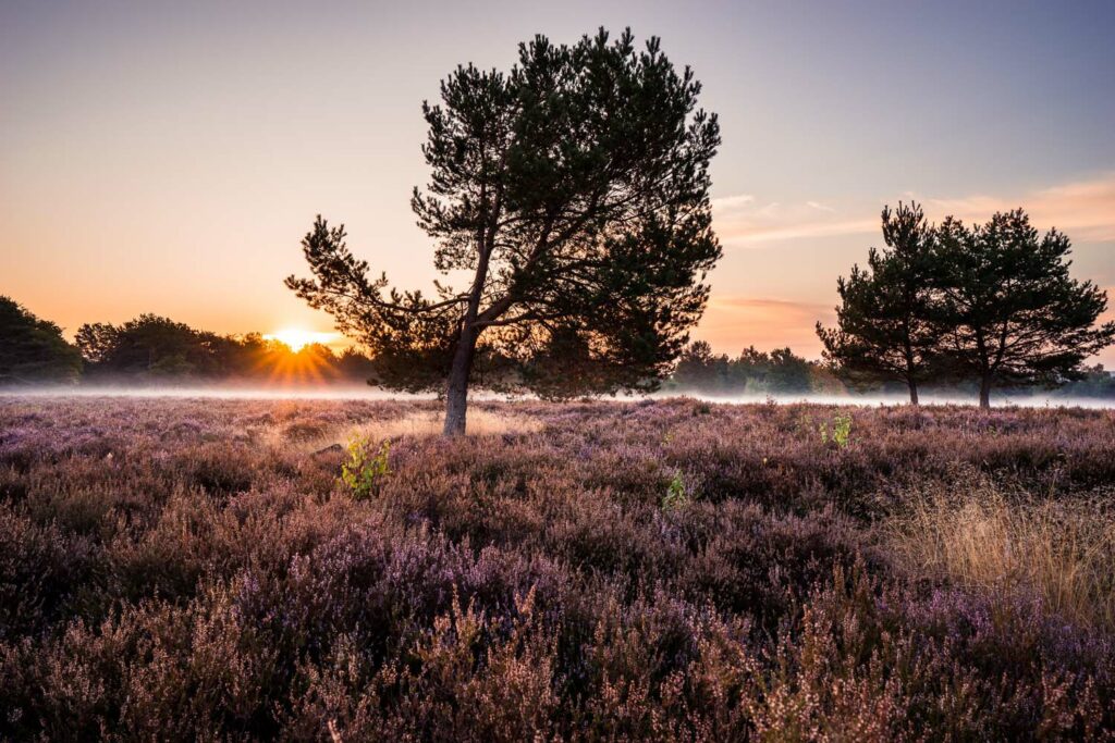 Martin Koch Mehlinger Heide Sonnenaufgang