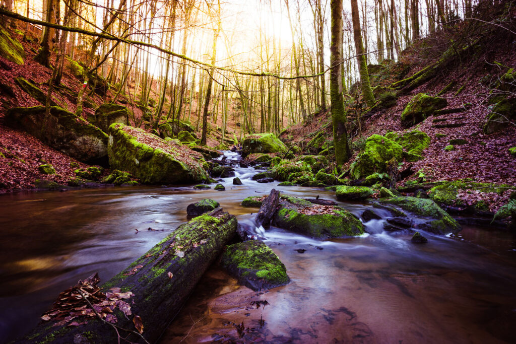 Martin Koch Karlstal Trippstadt