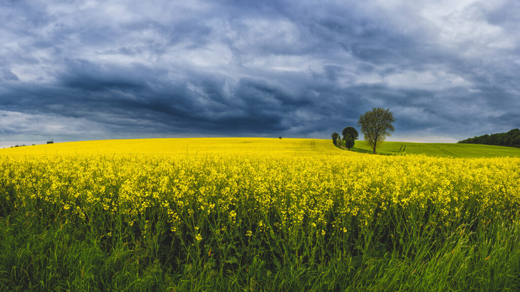 Martin Koch Rapsfeld Rodenbach Panorama
