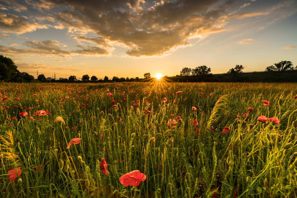 Martin Koch Fotografie Mohnfeld im Sonnenuntergang