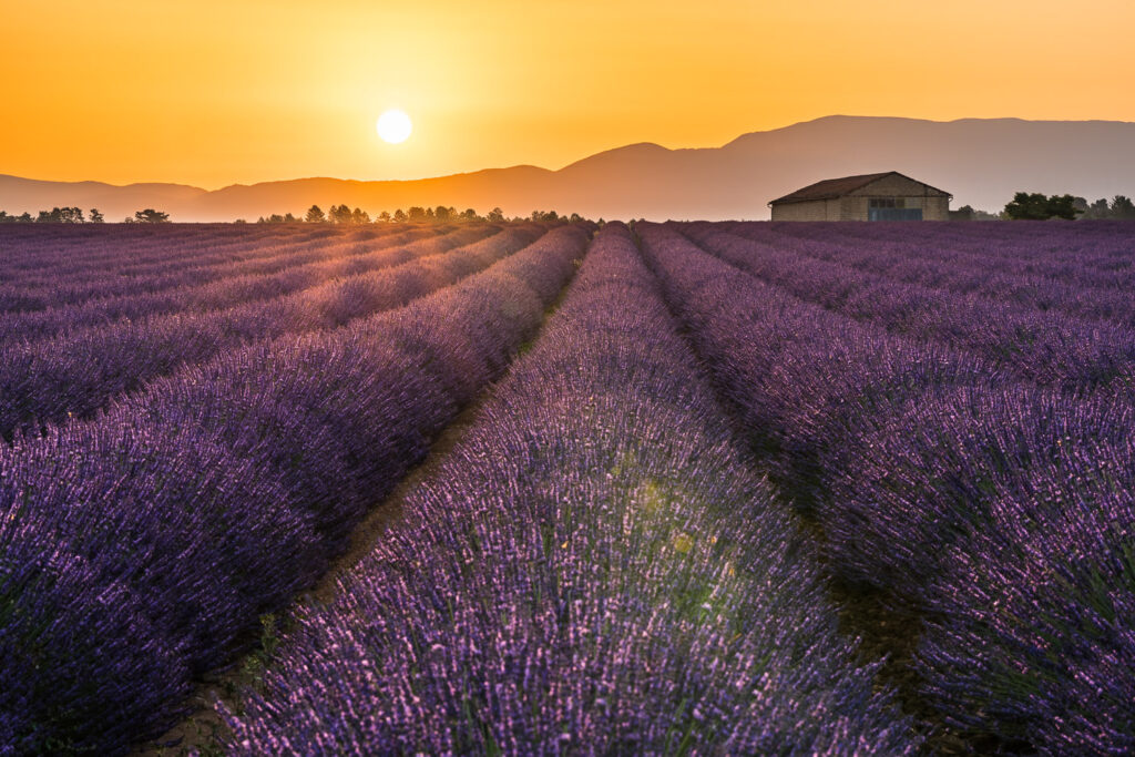 Martin Koch Fotografie Sonnenaufgang Lavendelfeld Valensole