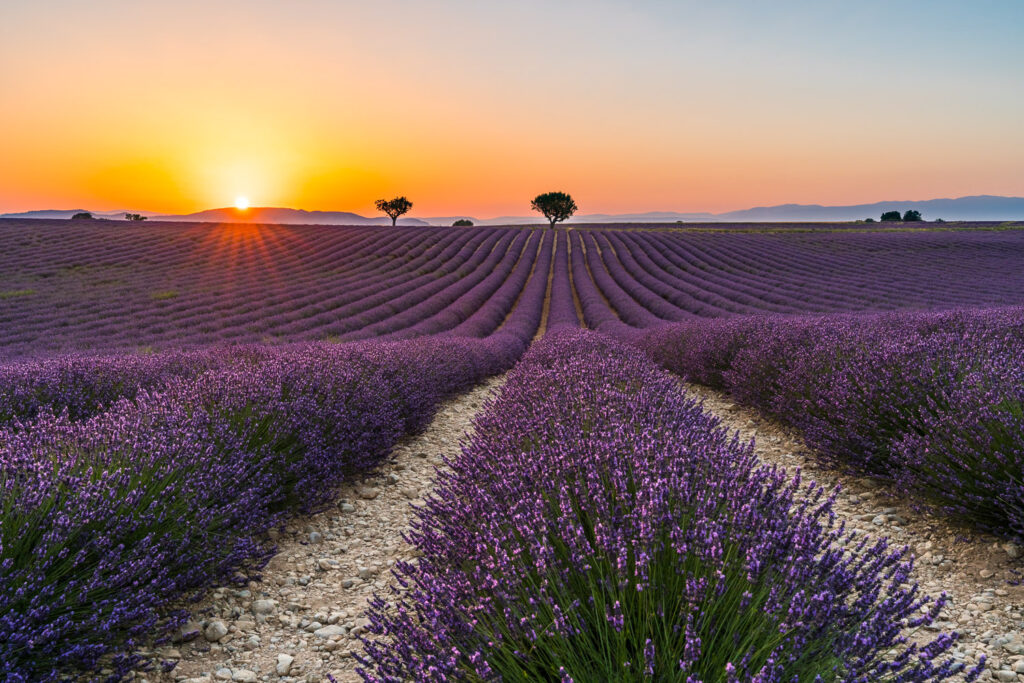 Martin Koch Fotografie Sonnenuntergang Lavendelfeld Valensole