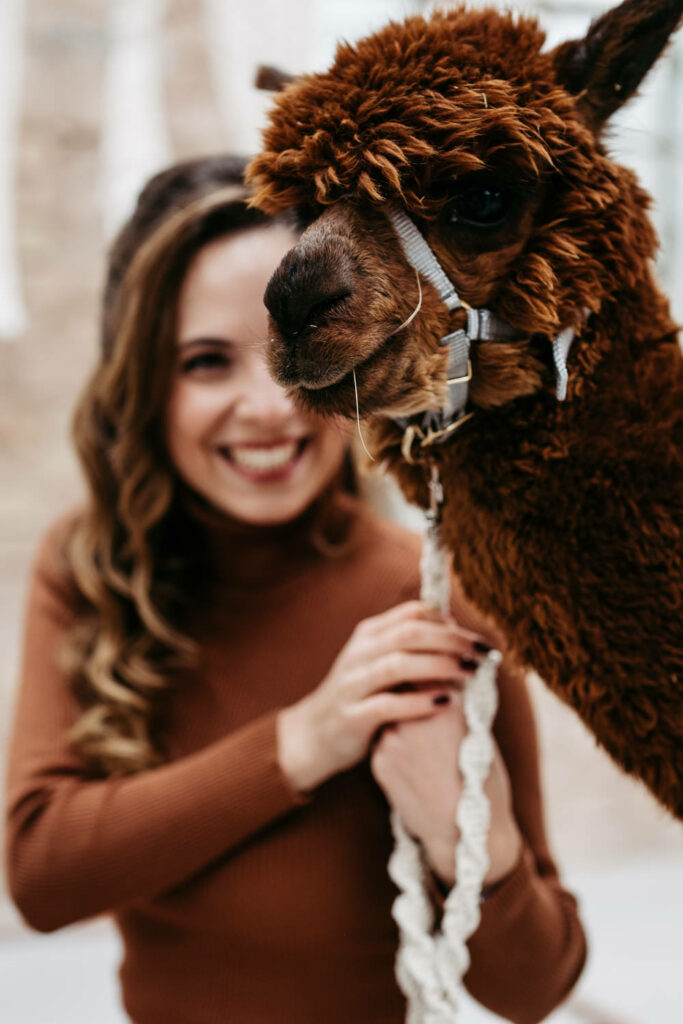 Fotoshooting Paarshooting mit Alpakas