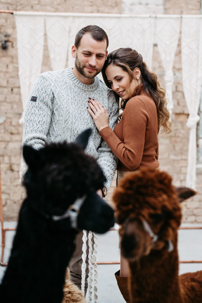 Fotoshooting Paarshooting mit Alpakas
