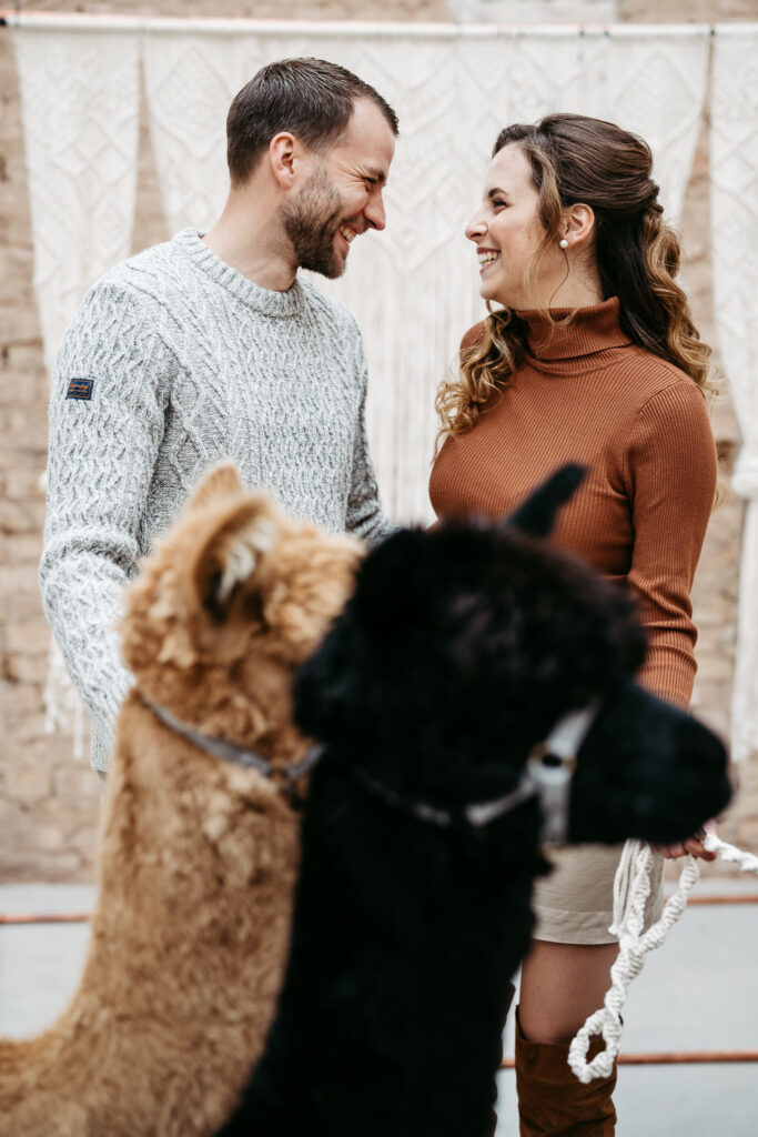 Fotoshooting Paarshooting mit Alpakas